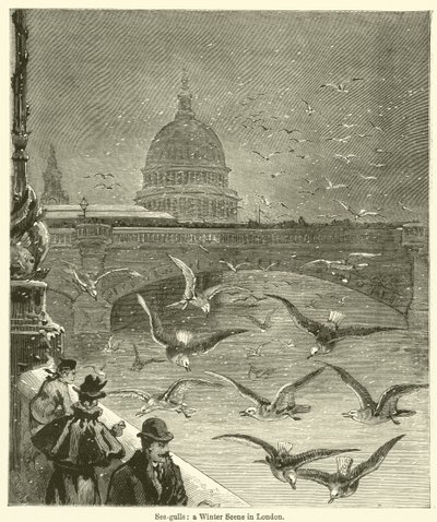Mouettes, une scène d
