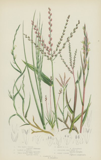 Herbe dure de mer, Knappia précoce, Spartine à deux épis, Spartine à nombreux épis, Chiendent rampant - English School