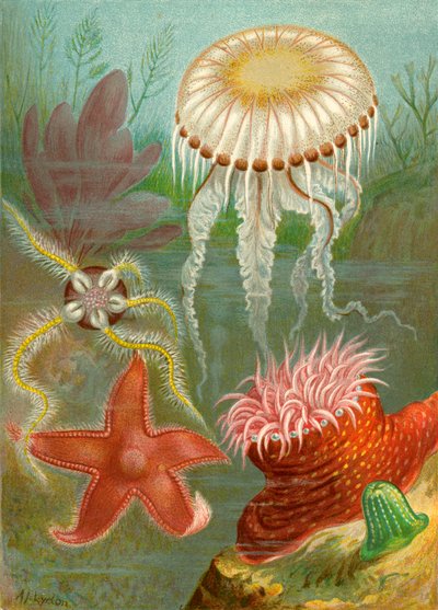 Méduses et étoiles de mer - English School