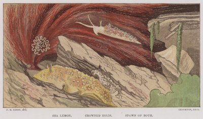 Limace de mer, Eolis couronnée, ponte des deux - English School