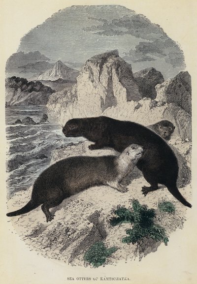 Loutres de mer du Kamtchatka - English School