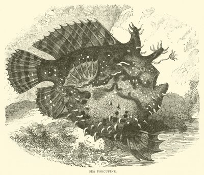 Porc-épic de mer - English School