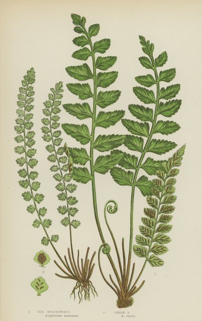 Asplénium de mer, asplénium vert - English School