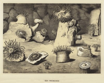 Anémones de mer - English School
