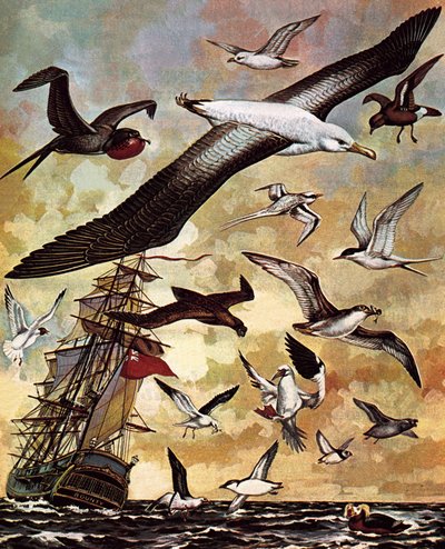 Oiseaux de mer du monde - English School