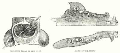 Organe sécréteur de la civette, dents de la civette (gravure) - English School