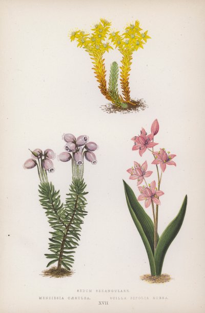 Sedum Sexangulare; Menziesia Caerulea; Scilla Bifolia Rubra - English School