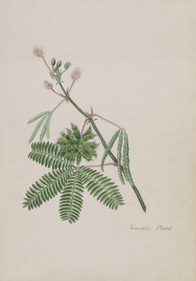 Plante sensible, illustration d