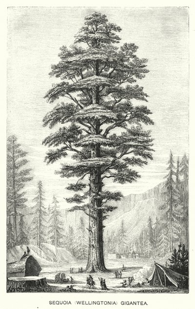 Sequoia (Wellingtonia) Gigantea (gravure) - English School