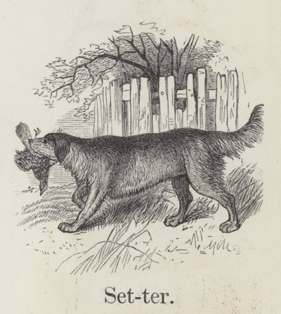 Setter - English School