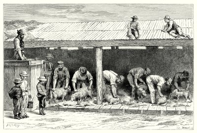 Tonte des moutons (gravure) - English School