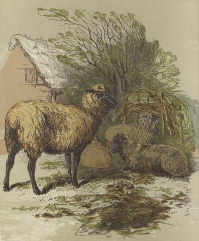 Moutons - English School