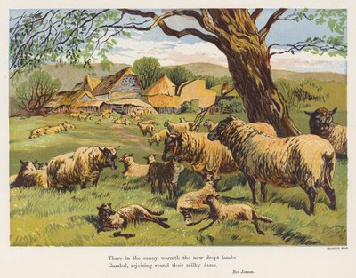 Moutons et agneaux - English School
