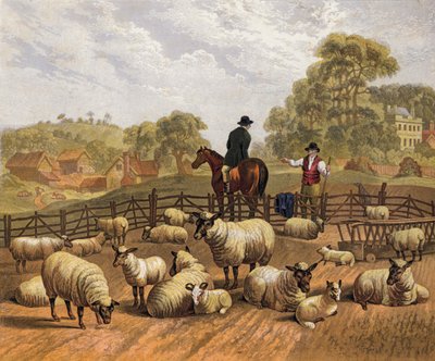 Élevage de moutons - English School