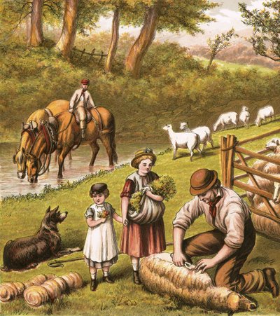 Tonte des moutons - English School