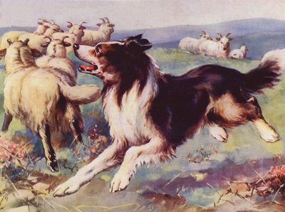 Chien de berger au travail - English School