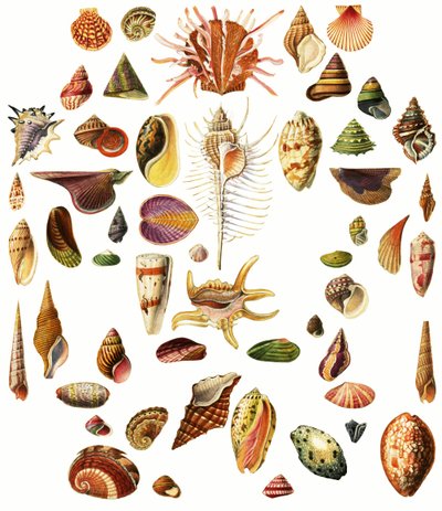 Coquillages - English School