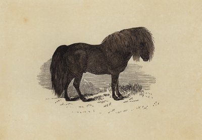 Poney Shetland - English School