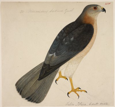 Shikra, ou 
