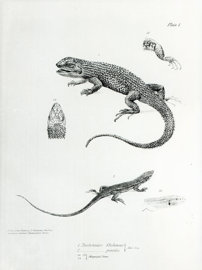 Iguane à écailles, illustration de 
