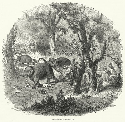 Chasse aux éléphants (gravure) - English School