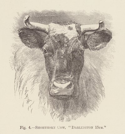 Vache Shorthorn, "Darlington 15e" - English School