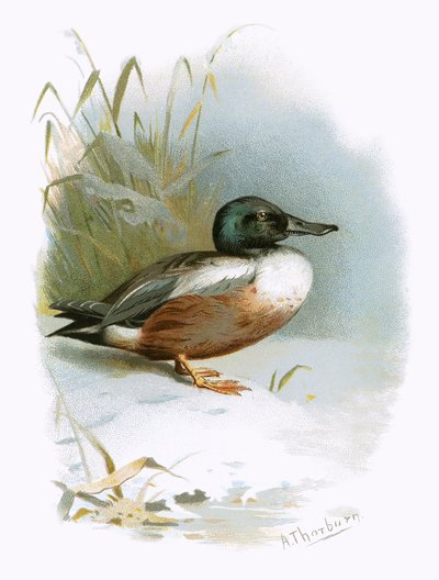Canard souchet - English School