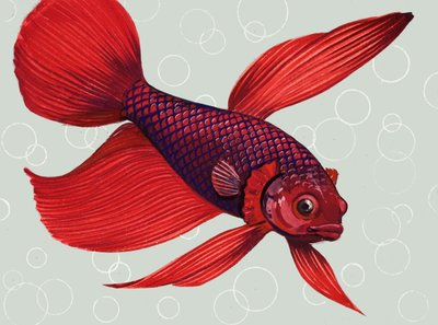 Poisson combattant siamois - English School