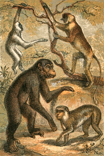 Gibbon argenté, singe nasique, chimpanzé et macaque berbère - English School