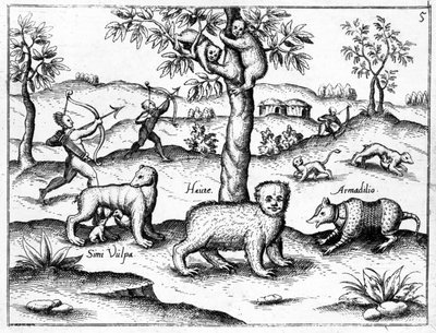 Simi Vulpa, Haute et Armadilio, illustration de 