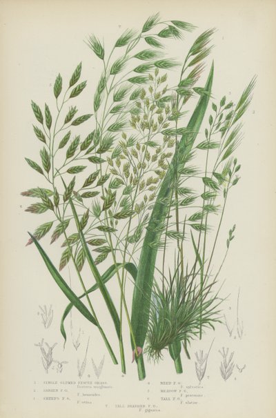 Fétuque à une glume, Fétuque stérile, Fétuque des moutons, Fétuque des roseaux - English School