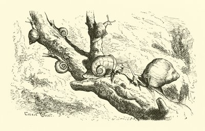 Six petits escargots - English School