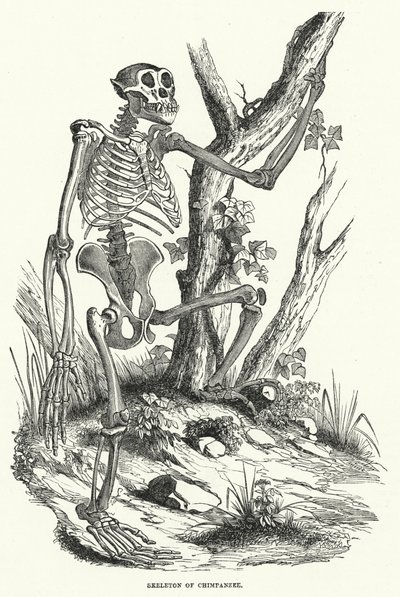Squelette de chimpanzé (gravure) - English School