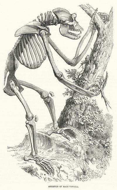 Squelette de gorille mâle (gravure) - English School