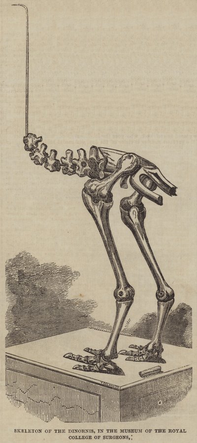 Squelette du Dinornis, au musée du Royal College of Surgeons - English School