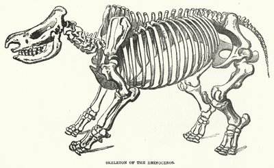 Squelette du rhinocéros (gravure) - English School