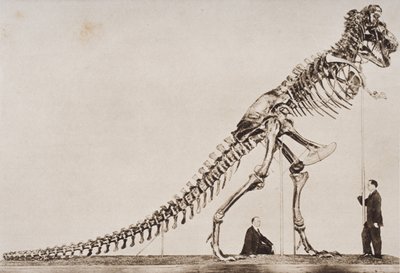 Squelette du Tyrannosaurus Rex, au Musée américain d