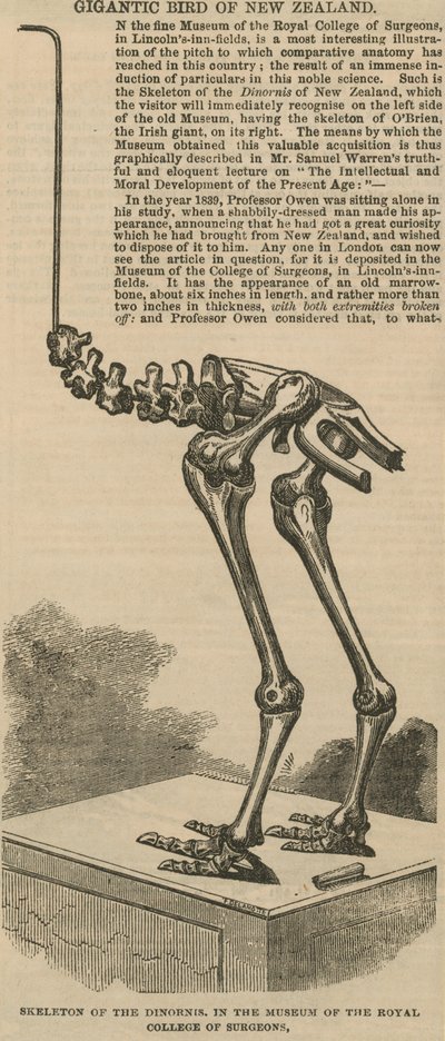 Squelette du dinornis, un oiseau gigantesque de Nouvelle-Zélande - English School