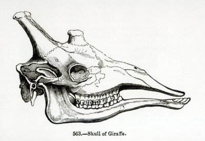 Crâne d