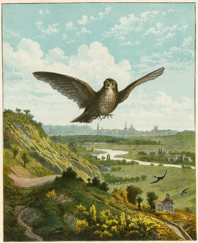 Alouette - English School