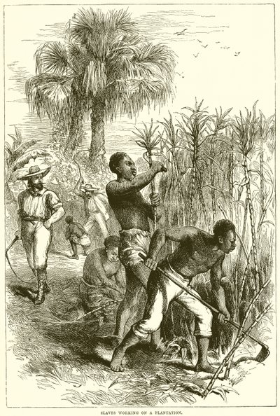 Esclaves travaillant dans une plantation - English School