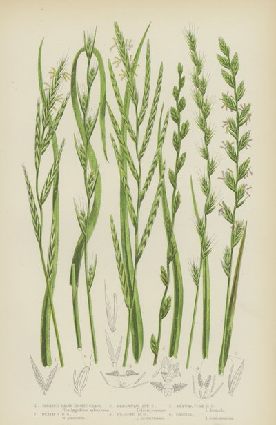 Fausse brome grêle, Fausse brome des bruyères, Ray-grass vivace, Ray-grass barbu - English School