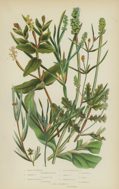 Potamot nain, Potamot herbacé, Potamot à feuilles aiguës, Potamot semblable à l