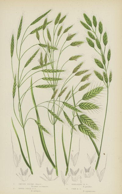 Brome lisse, Brome des champs effilé, Brome étalé, Brome des champs - English School