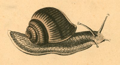 Escargot - English School