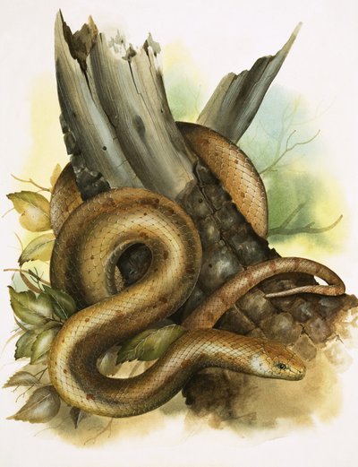 Serpent - English School