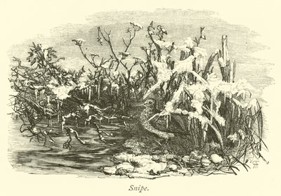 Bécassines - English School