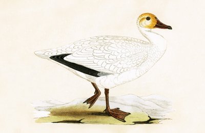 Oie des neiges, illustration de 