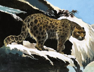 Léopard des neiges - English School