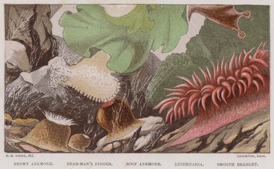 Anémone neigeuse, Doigt de mort, Anémone rose, Lucernaria, Beadlet lisse (lithographie en couleur) - English School